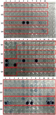 Identification of a novel mutation in the OsMRP5 gene in low phytate Basmati rice mutant and development of CAPS marker for marker-assisted breeding